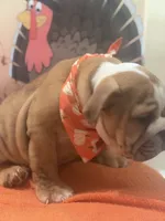 Buddy, a male English Bulldog for sale in Lawrenceville, GA – 4 of 7