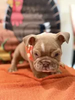 Cody , a male English Bulldog for sale in Lawrenceville, GA – 2 of 8