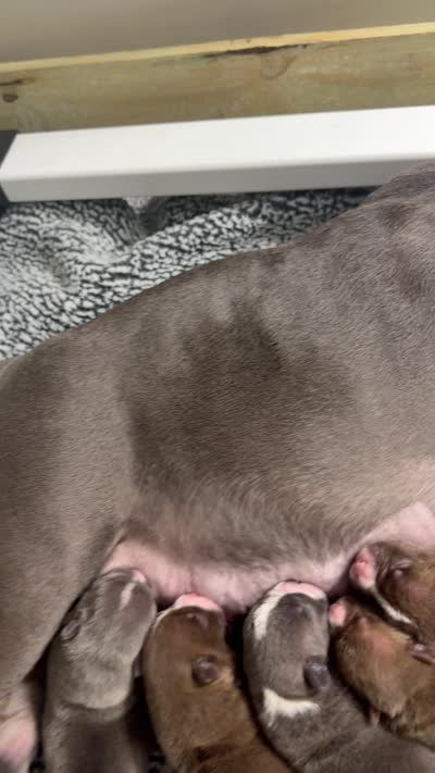 Kona, a male American Bully for sale in Lawrenceville, GA – 9 of 10
