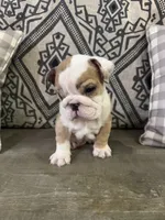 Marbles, a male English Bulldog for sale in Norcross, GA – 8 of 8
