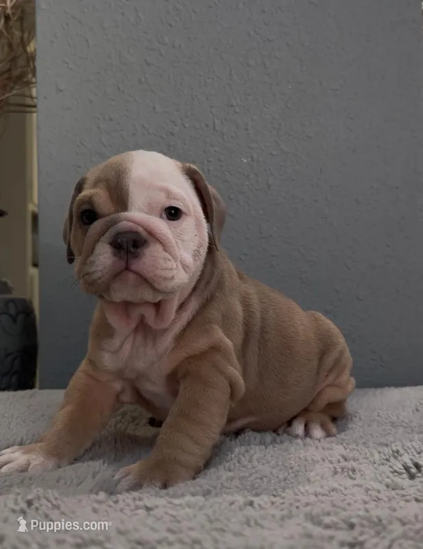 Koda – English Bulldog puppy for sale in Lawrenceville, GA