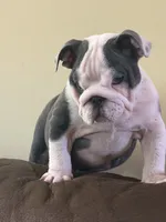 Lola, a female English Bulldog for sale in Lawrenceville, GA – 7 of 10