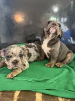 Storm , a male English Bulldog for sale in Norcross, GA – 9 of 9