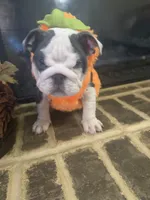 Lola, a female English Bulldog for sale in Lawrenceville, GA – 10 of 10