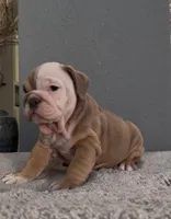 Koda, a male English Bulldog for sale in Lawrenceville, GA – 2 of 3