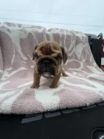 Soma, a female English Bulldog for sale in Norcross, GA – 2 of 4