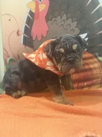 Maximus, a male English Bulldog for sale in Lawrenceville, GA – 3 of 10