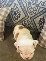 Darla, a female English Bulldog for sale in Norcross, GA – 5 of 5