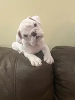 Lola, a female English Bulldog for sale in Norcross, GA – 4 of 10