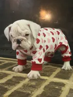 Lola, a female English Bulldog for sale in Norcross, GA – 2 of 10