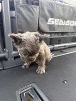 Sea doo , a  French Bulldog and Poodle - Miniature  for sale in Norcross, GA – 7 of 9