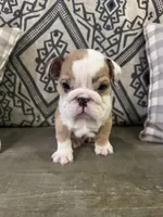 Marbles, a male English Bulldog for sale in Norcross, GA – 7 of 8