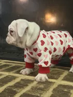 Lola, a female English Bulldog for sale in Norcross, GA – 3 of 10
