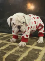 Lola, a female English Bulldog for sale in Norcross, GA – 6 of 10