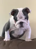 Lola, a female English Bulldog for sale in Lawrenceville, GA – 10 of 10