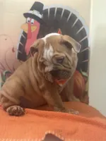Buddy, a male English Bulldog for sale in Lawrenceville, GA – 2 of 7