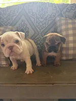 Darla, a female English Bulldog for sale in Norcross, GA – 6 of 10