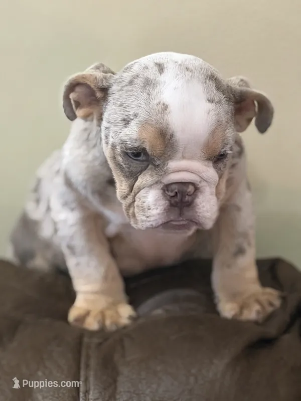 Marbles – English Bulldog puppy for sale in Lawrenceville, GA