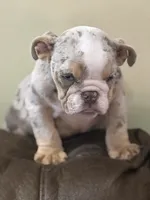 Marbles, a male English Bulldog for sale in Lawrenceville, GA – 1 of 5