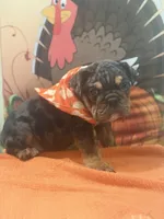 Maximus, a male English Bulldog for sale in Lawrenceville, GA – 2 of 10