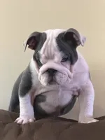 Lola, a female English Bulldog for sale in Lawrenceville, GA – 5 of 10