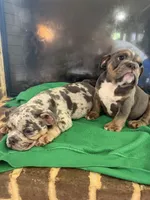 Storm , a male English Bulldog for sale in Norcross, GA – 5 of 9