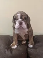 Cocoa , a male English Bulldog for sale in Norcross, GA – 3 of 9
