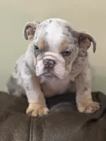 Marbles, a male English Bulldog for sale in Lawrenceville, GA – 5 of 5