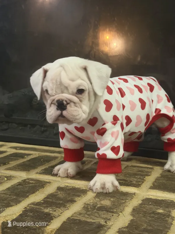 Lola – English Bulldog puppy for sale in Norcross, GA