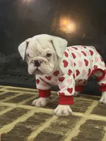 Lola, a female English Bulldog for sale in Norcross, GA – 1 of 10