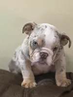 Marbles, a male English Bulldog for sale in Lawrenceville, GA – 3 of 5