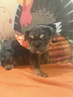 Maximus, a male English Bulldog for sale in Lawrenceville, GA – 9 of 10