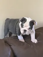 Lola, a female English Bulldog for sale in Lawrenceville, GA – 9 of 10