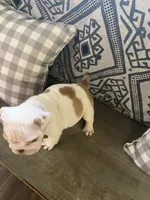 Darla, a female English Bulldog for sale in Norcross, GA – 2 of 5