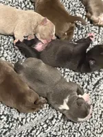Kona, a male American Bully for sale in Lawrenceville, GA – 3 of 10
