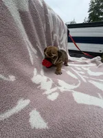 Soma, a female English Bulldog for sale in Norcross, GA – 4 of 4