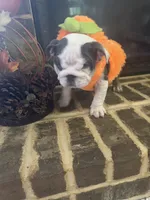 Lola, a female English Bulldog for sale in Lawrenceville, GA – 5 of 10