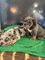 Storm , a male English Bulldog for sale in Norcross, GA – 8 of 9