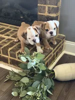 Lance, a male English Bulldog for sale in Lawrenceville, GA – 2 of 4