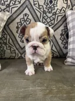 Marbles, a male English Bulldog for sale in Norcross, GA – 4 of 8