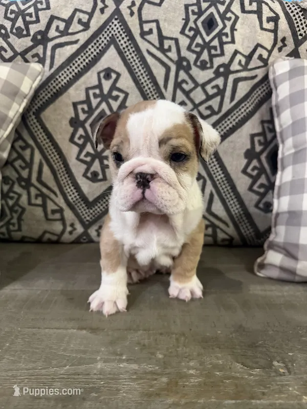 Marbles – English Bulldog puppy for sale in Norcross, GA