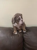 Cocoa , a male English Bulldog for sale in Norcross, GA – 8 of 9