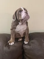 Cocoa , a male English Bulldog for sale in Norcross, GA – 5 of 9