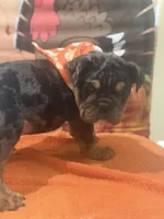 Maximus, a male English Bulldog for sale in Lawrenceville, GA – 4 of 10