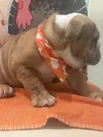 Buddy, a male English Bulldog for sale in Lawrenceville, GA – 3 of 7