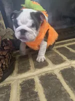 Lola, a female English Bulldog for sale in Lawrenceville, GA – 3 of 10