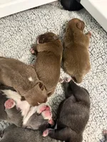 Kona, a male American Bully for sale in Lawrenceville, GA – 7 of 10