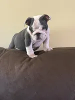 Lola, a female English Bulldog for sale in Lawrenceville, GA – 3 of 10