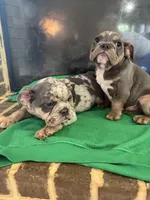 Storm , a male English Bulldog for sale in Norcross, GA – 4 of 9