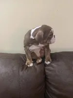Cocoa , a male English Bulldog for sale in Norcross, GA – 9 of 9